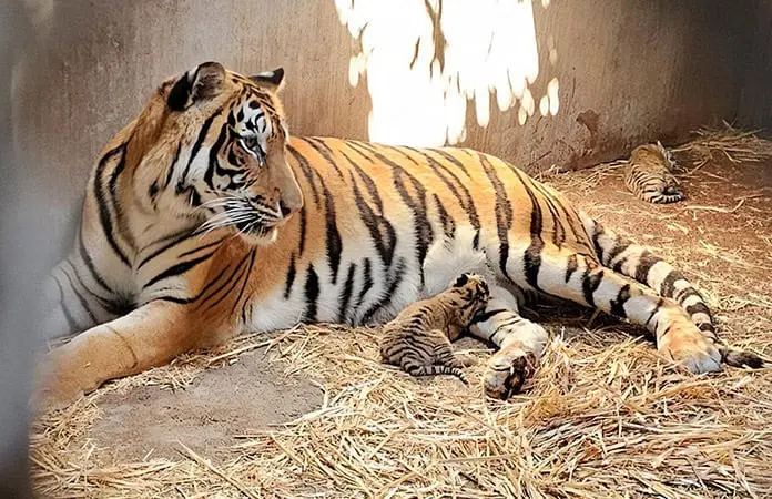 Crece decomiso de grandes felinos