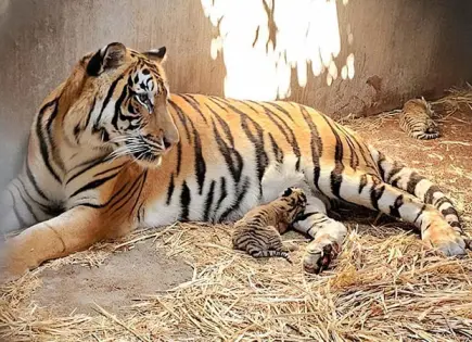 Crece decomiso de grandes felinos