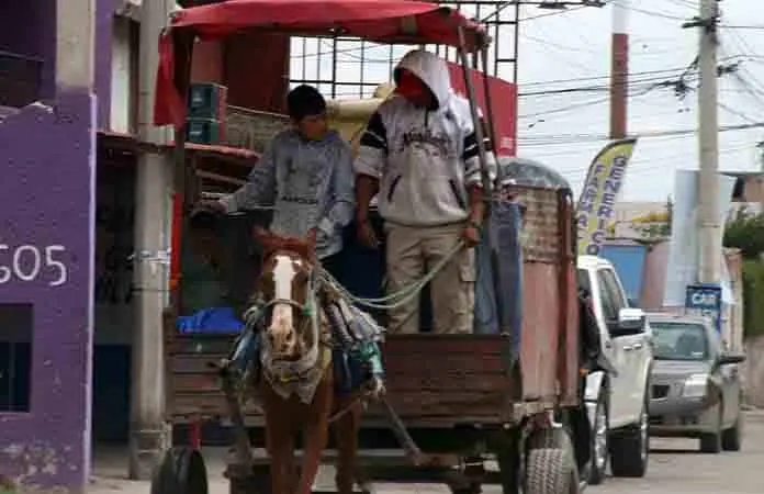 Mantienen el aseguramiento de carretas con tracción animal
