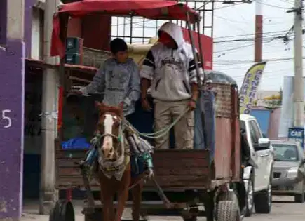 Mantienen el aseguramiento de carretas con tracción animal