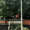 Preparan sanción vs. Grupo México por talar un árbol