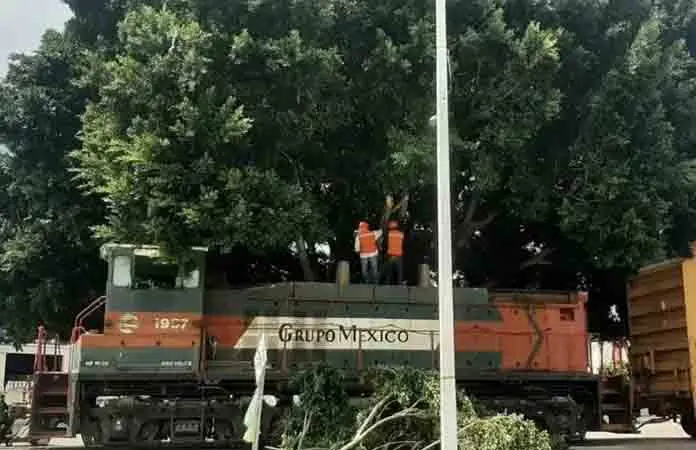 Grupo México taló un árbol protegido en Hernán Cortés