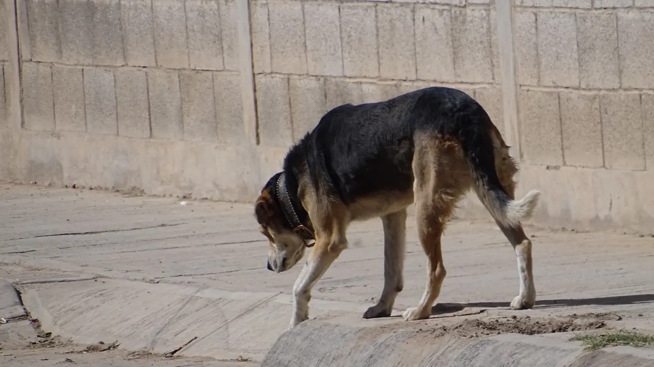 CIBA cuenta con 120 animales y en espera de adopción: regidora