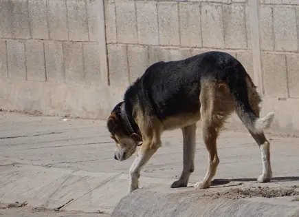 CIBA cuenta con 120 animales y en espera de adopción: regidora