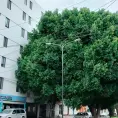Preocupa a vecinos de Alamitos un enorme Laurel de la India