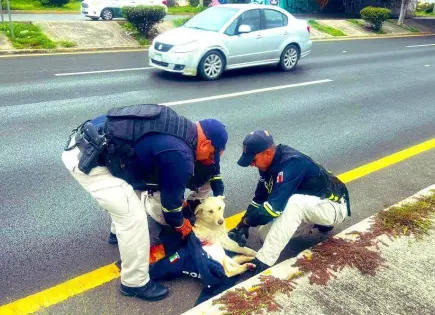 Fotos | Rescatan a perrito atropellado en Salvador Nava