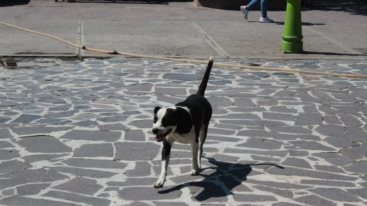 Tiene el CIBA 120 animales en adopción