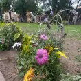 Se roban las plantas  de ornato de los jardines
