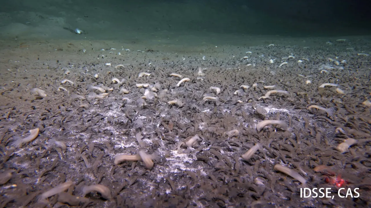 Descubrimiento de criaturas oceánicas en aguas profundas sorprende a científicos