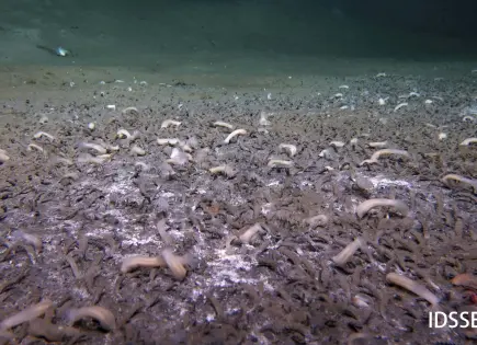 Descubrimiento de criaturas oceánicas en aguas profundas sorprende a científicos