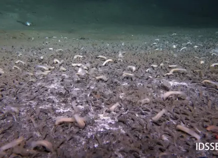 Descubren criaturas oceánicas profundas en fosas marinas