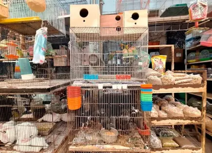 Asegura Profepa fauna en peligro de extinción