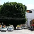 Vecinos defienden al enorme laurel de la India