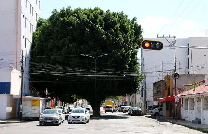 Vecinos defienden al enorme laurel de la India