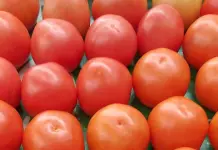 Por arancel, cae 11% precio del jitomate potosino