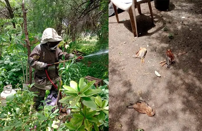 Ataque de abejas mata porcinos y varios gallos