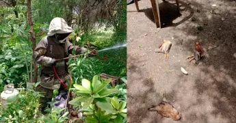 Ataque de abejas mata porcinos y varios gallos