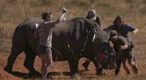 Vuelven radiactivos los cuernos de rinocerontes