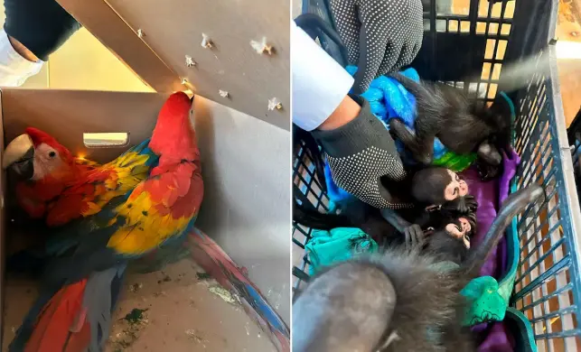 Aseguran nueve monos araña y ocho guacamayas traficados en Chiapas