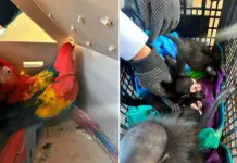 Aseguran nueve monos araña y ocho guacamayas traficados en Chiapas Aseguran nueve monos araña y ocho guacamayas traficados en Chiapas