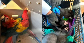 Aseguran nueve monos araña y ocho guacamayas traficados en Chiapas
