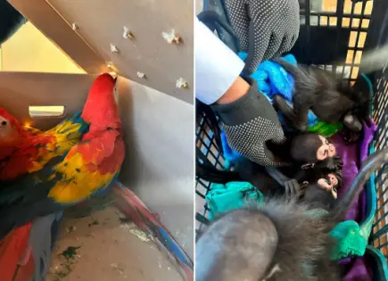 Aseguran nueve monos araña y ocho guacamayas traficados en Chiapas