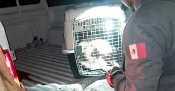 Elementos de PC rescatan un perro
