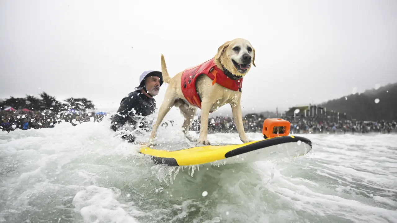 Charlie, el labrador surfista, destaca en torneo canino