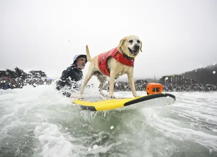 Charlie, el labrador surfista, destaca en competencia de surf canino