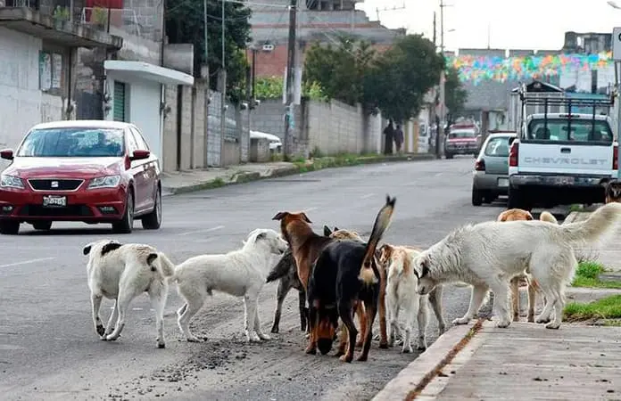 Jauría de perros causa mucho temor a personas