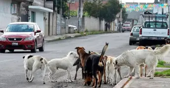 Jauría de perros causa mucho temor a personas