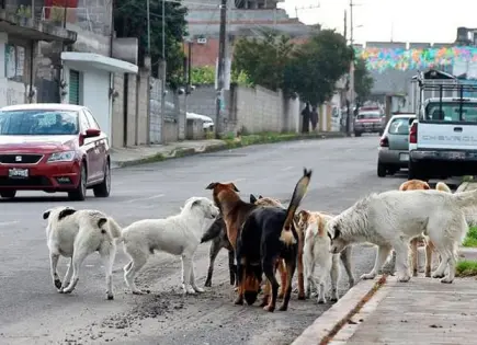 Jauría de perros causa mucho temor a personas