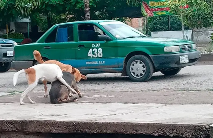 Se quejan taxistas por bajos ingresos