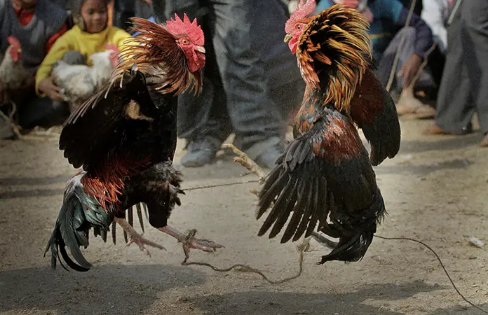 LAS PELEAS DE GALLOS