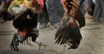 LAS PELEAS DE GALLOS
