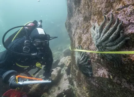 Investigación científica resuelve misterio de muerte de estrellas de mar