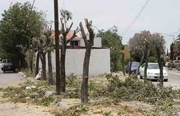 CFE es señalada por dañar árboles