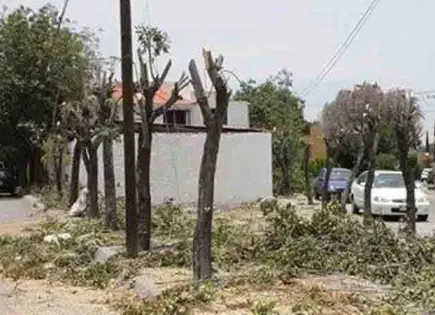 Poda CFE árboles de forma irregular
