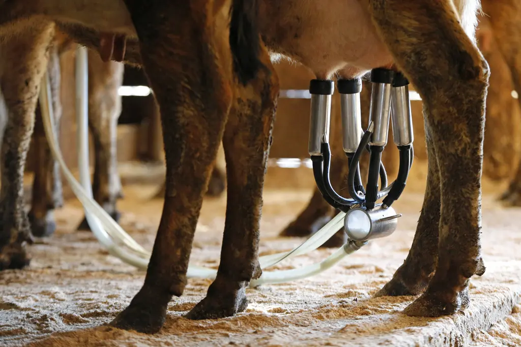 21 personas enferman en Florida por consumir leche cruda
