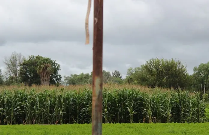 Inician cultivos en comunidades rurales