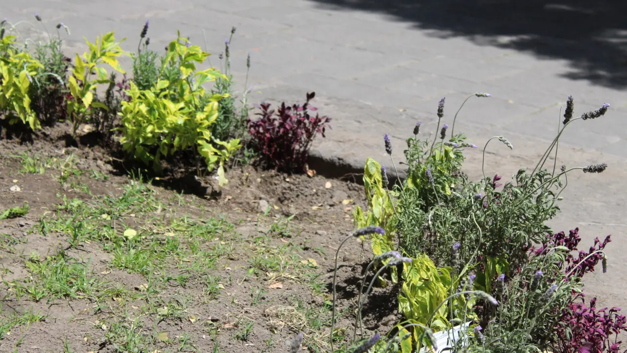Continúa robo de plantas de ornato en Centro Histórico