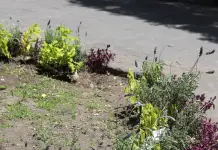 Contin&uacute;a robo de plantas de ornato en Centro Hist&oacute;rico