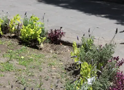Continúa robo de plantas de ornato en Centro Histórico