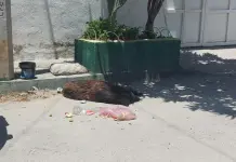 Denuncian envenenamiento masivo de perros en La Cofradía