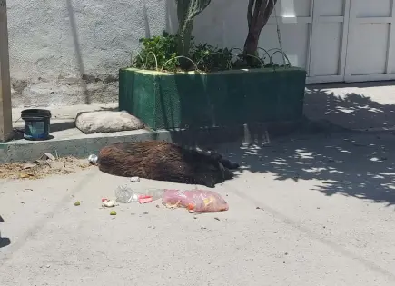 Denuncian envenenamiento masivo de perros en La Cofradía
