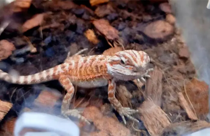 Rescatan 55 reptiles y arácnidos exóticos de una tienda en Aguascalientes