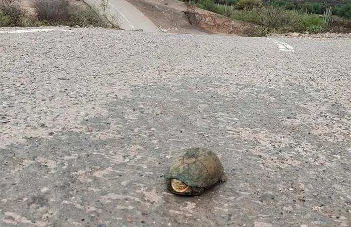 Aparecen tortugas en calles de zona urbana