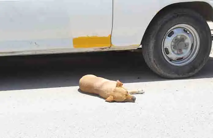 Investigan la muerte de canes en Soledad