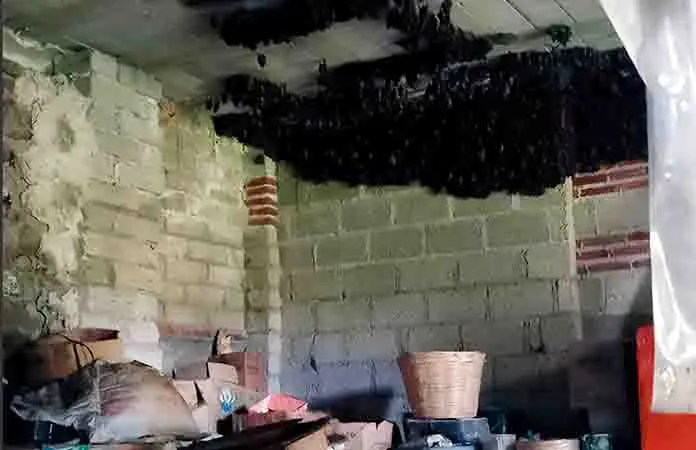 Murciélagos ocupan una vivienda de Tlaxcala