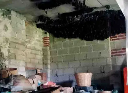 Murciélagos ocupan una vivienda de Tlaxcala
